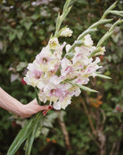 Gladiolus Mon Amour med myke farger i blushrosa og kremhvite toner