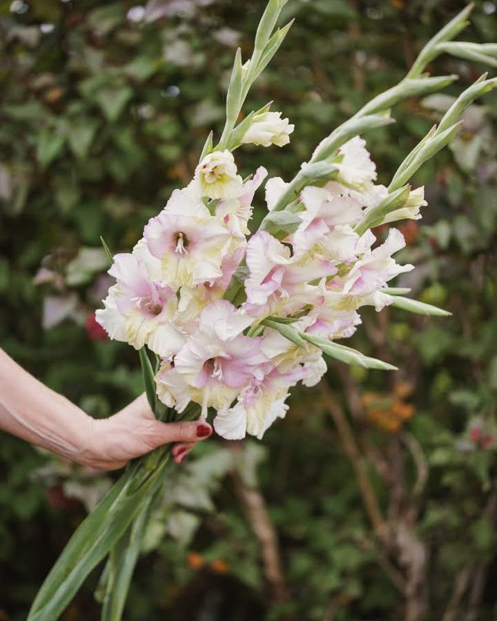 Gladiolus Mon Amour med myke farger i blushrosa og kremhvite toner