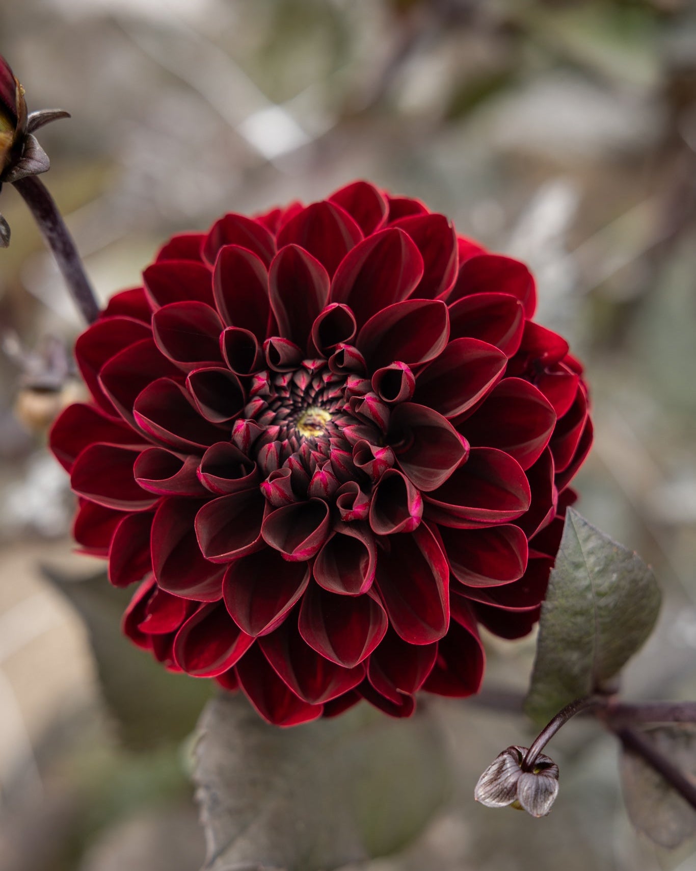 Georgine Manoa knoll - dekorativ sort med burgunderfargede blomster