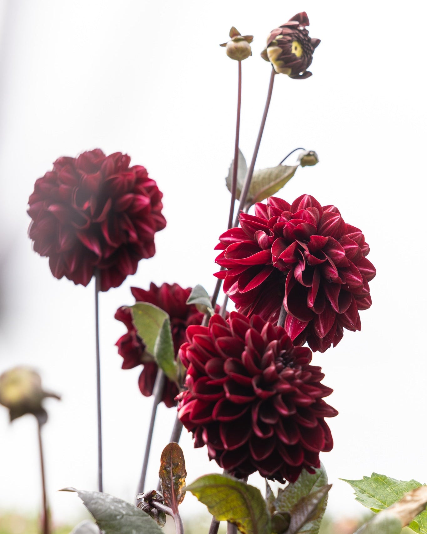 Georgine Manoa med dyp sjokoladeburgunder blomst og mørke stengler