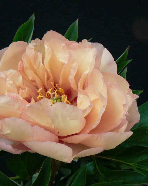 Paeonia Canary Brilliant - herdig staudepion med fargerike blomster perfekt som snittblomst