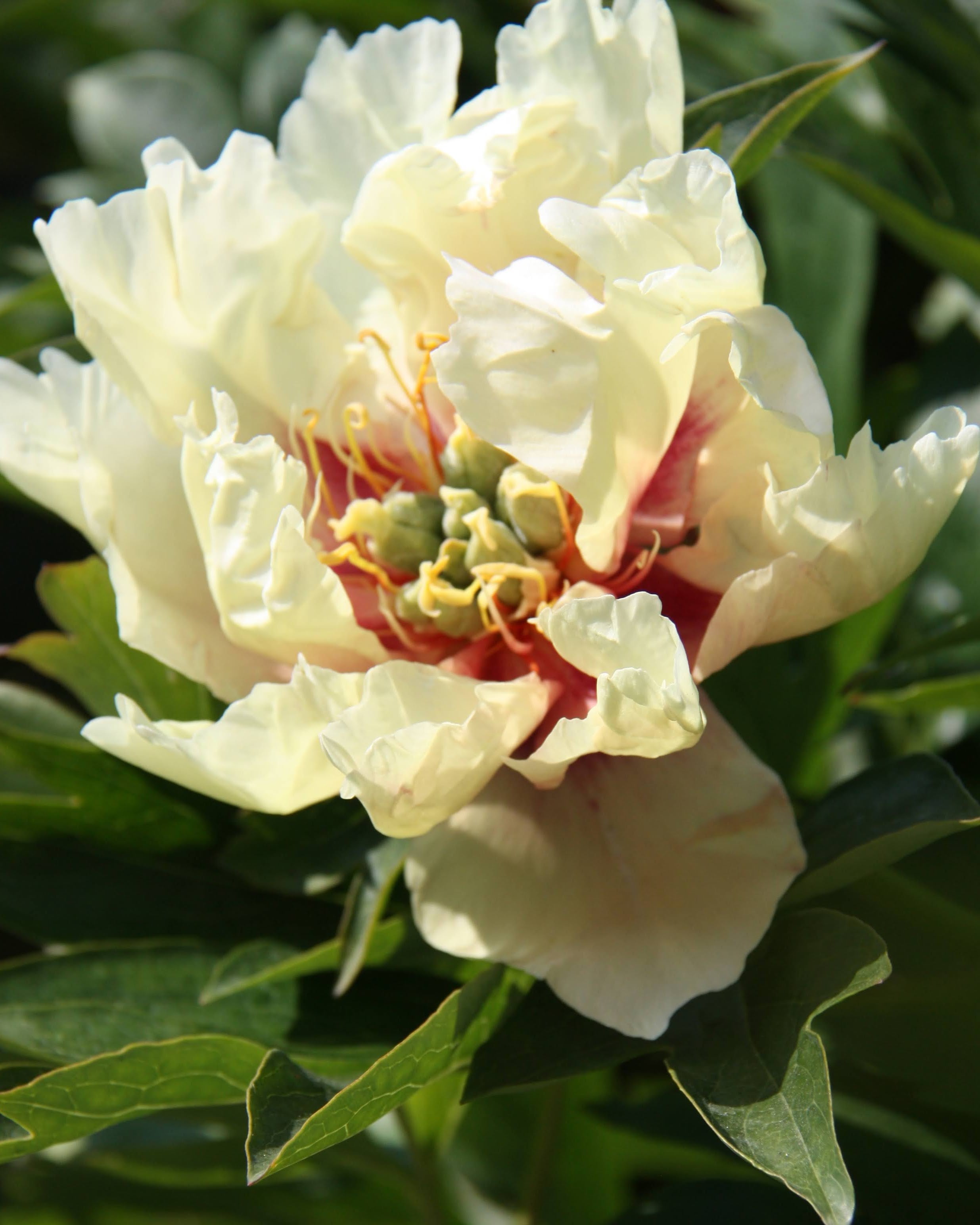 Canary Brilliant Itoh-pion i full blomstring - krysning mellom trepion og staudepion