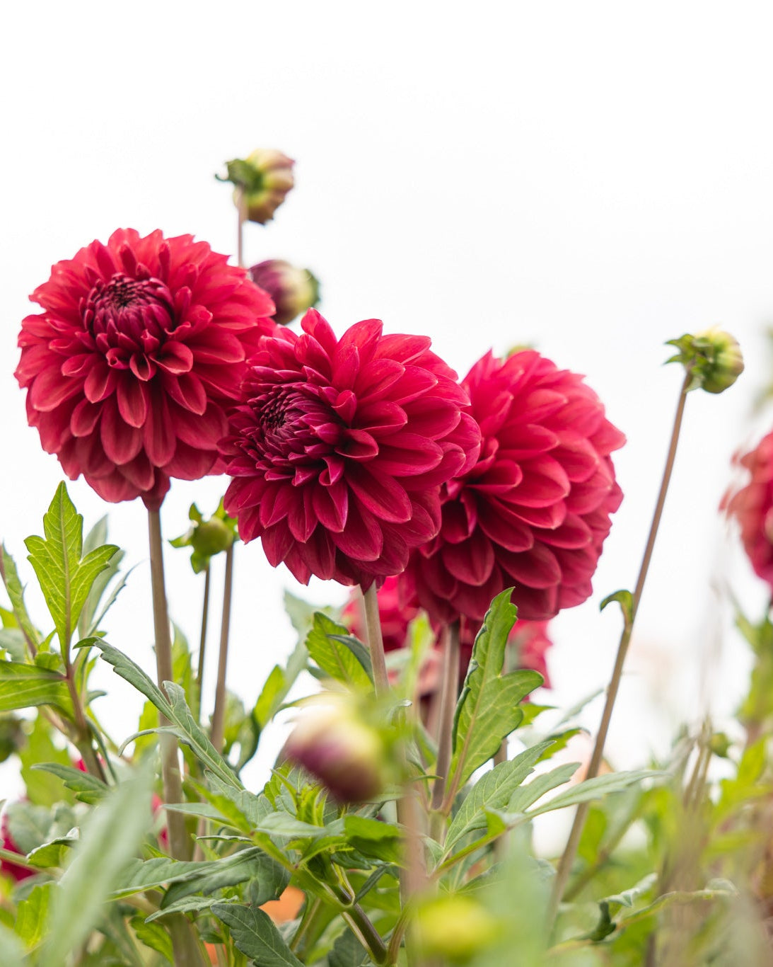 dekorativ georgine Perch hill i dype bærfarger
