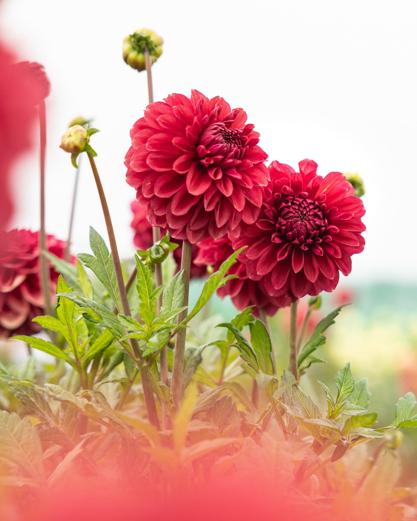 Dahlia Perch Hill med lange stengler, perfekt som snittblomst