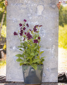 Prydtobakk Perfume Deep Lilac med karakteristiske trompetformede blomster i dyp lilla