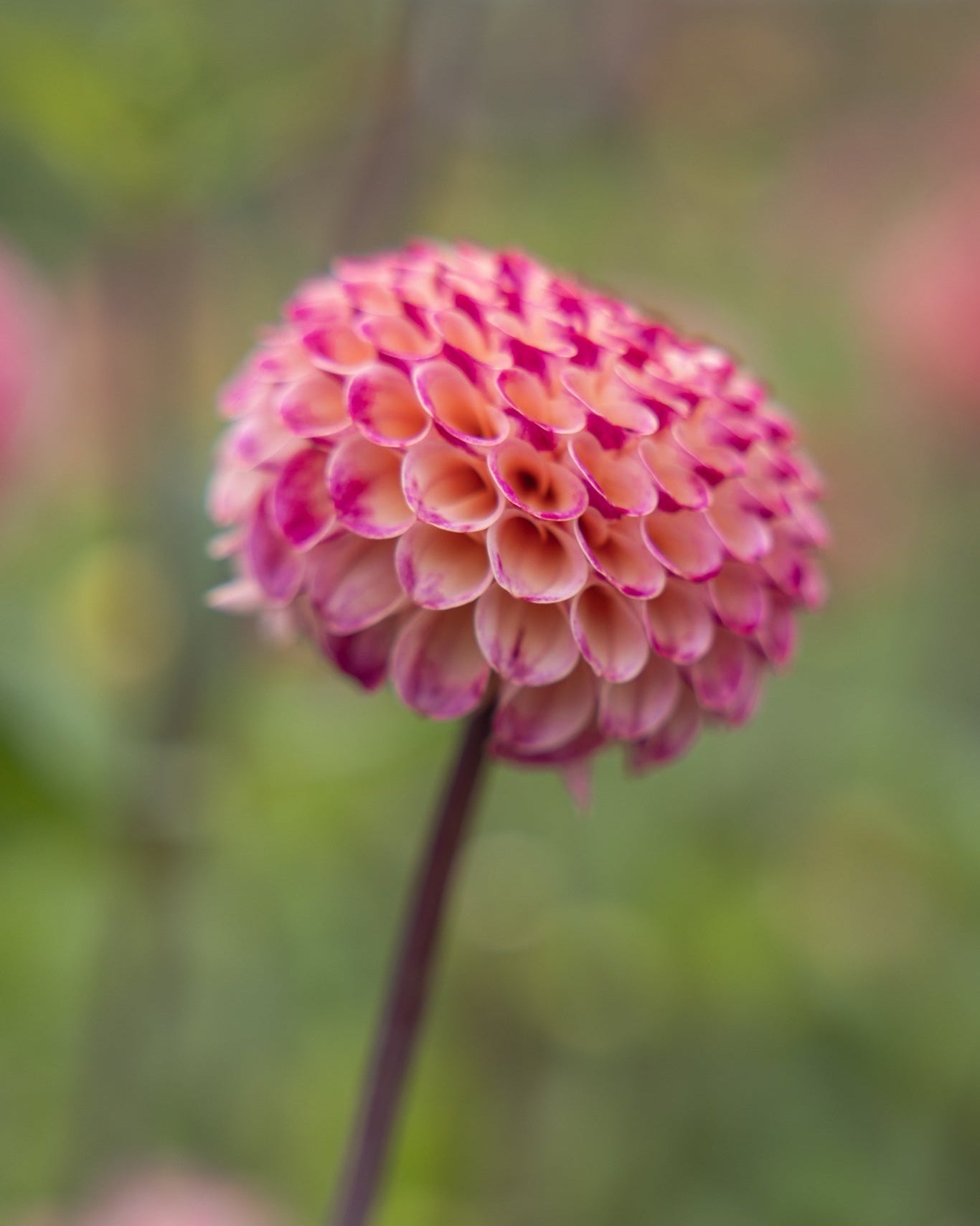Pompon-georgine Ping Pong med tett kuleform og tofarget blomst