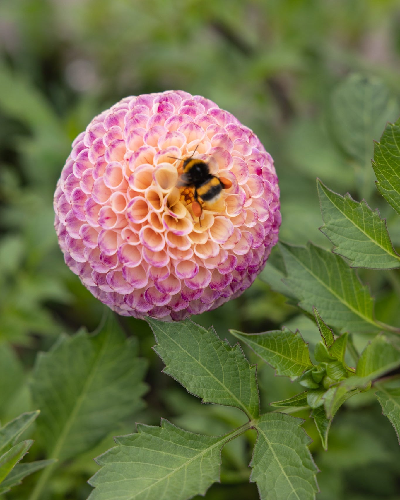 Dahlia Ping Pong kuleformede blomster i ceriserosa og kremhvitt
