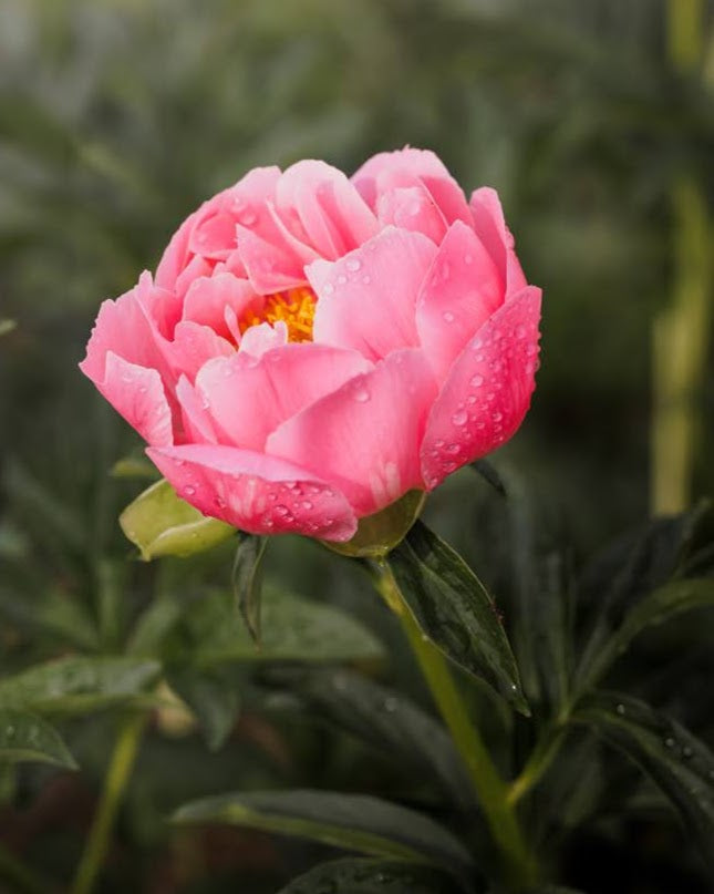 Paeonia lactiflora Coral Charm i full blomst - populær korallfarge pion med skålform