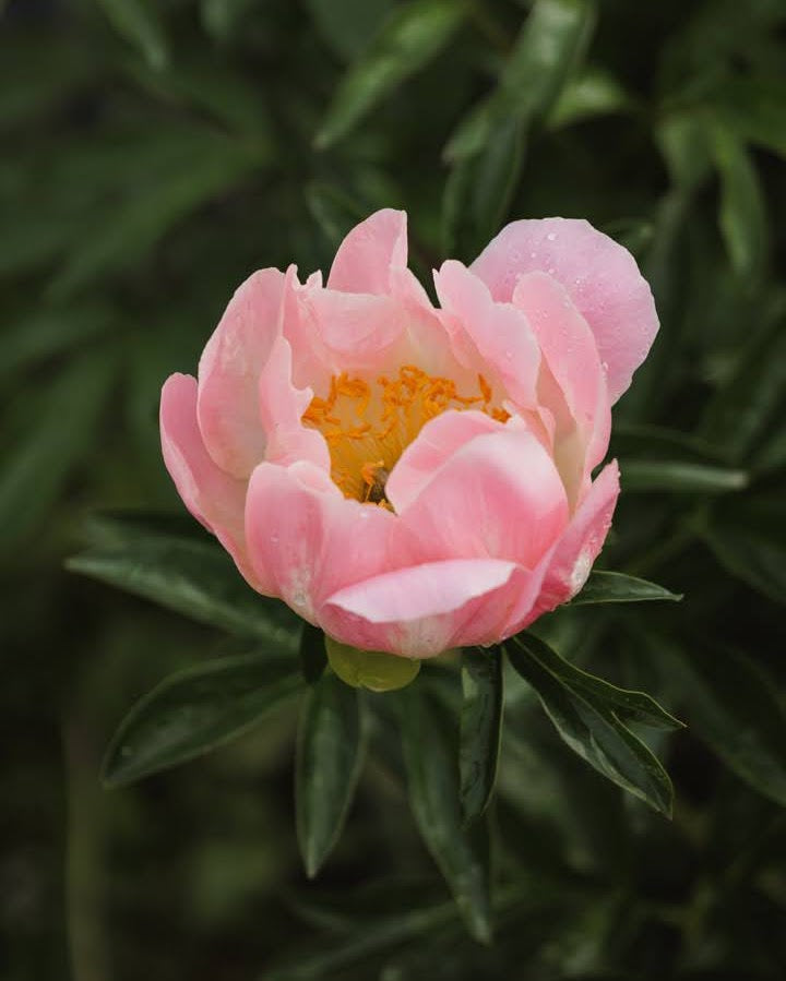 Coral Charm pion som snittblomst - store rosatone blomster perfekt til buketter