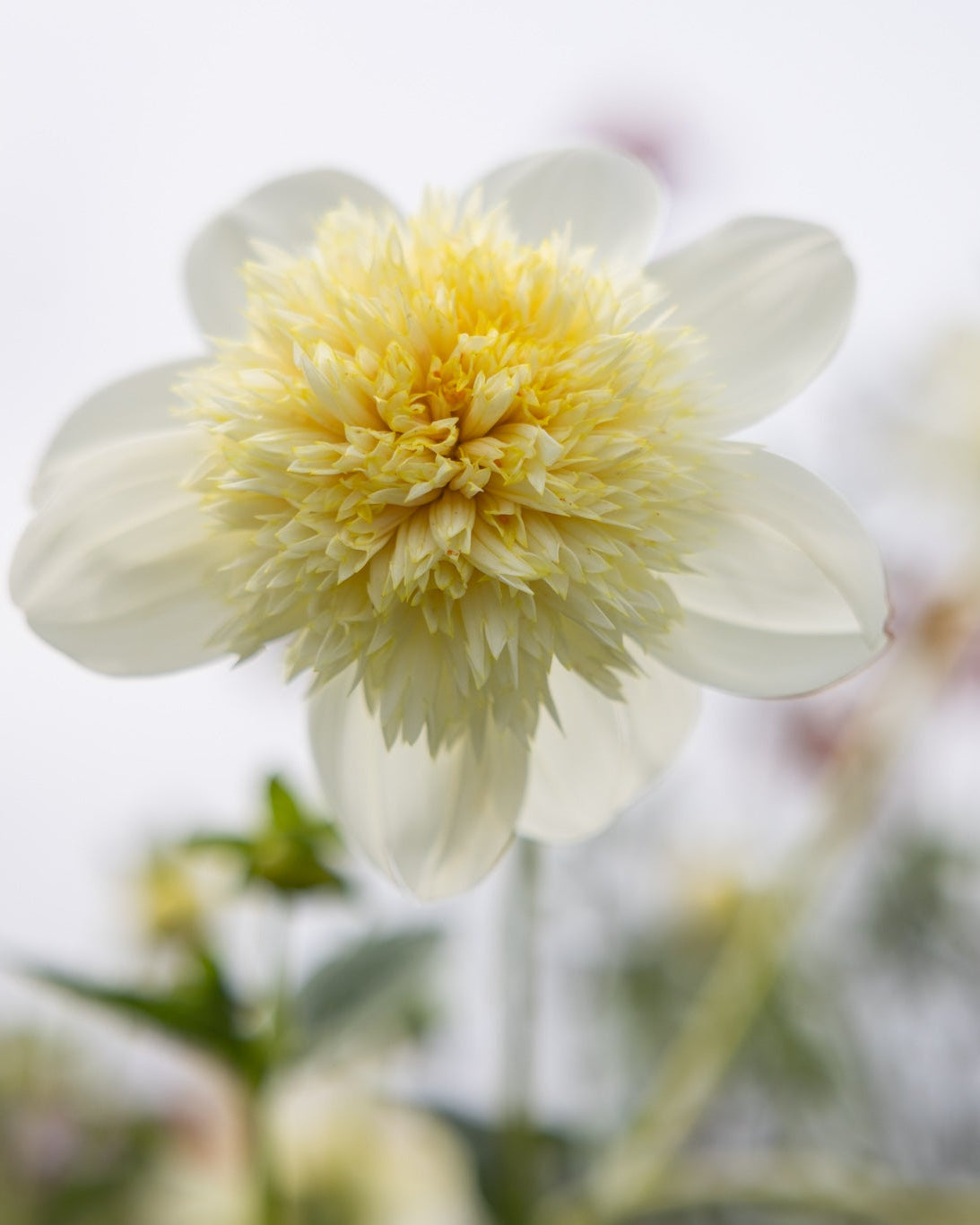 dahlia Platinum Blonde med hvite ytre kronblader og et senter med dypere farge