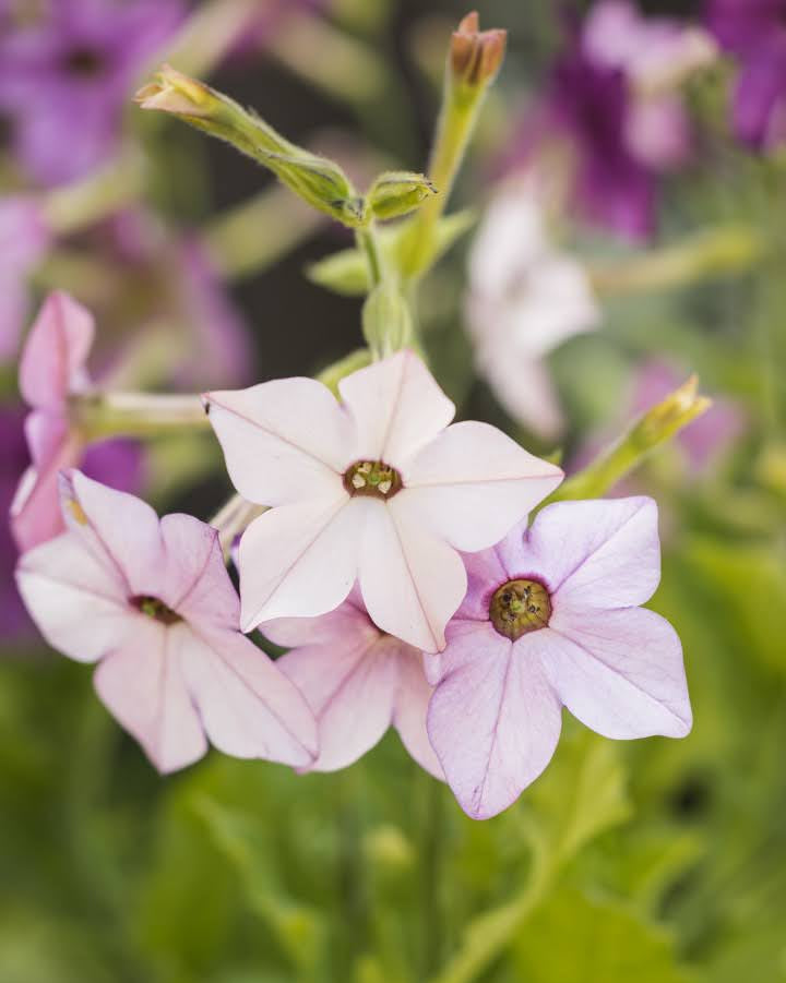 Prydtobakk Perfume Blue i full blomstring - ettårig snittblomst for hagen