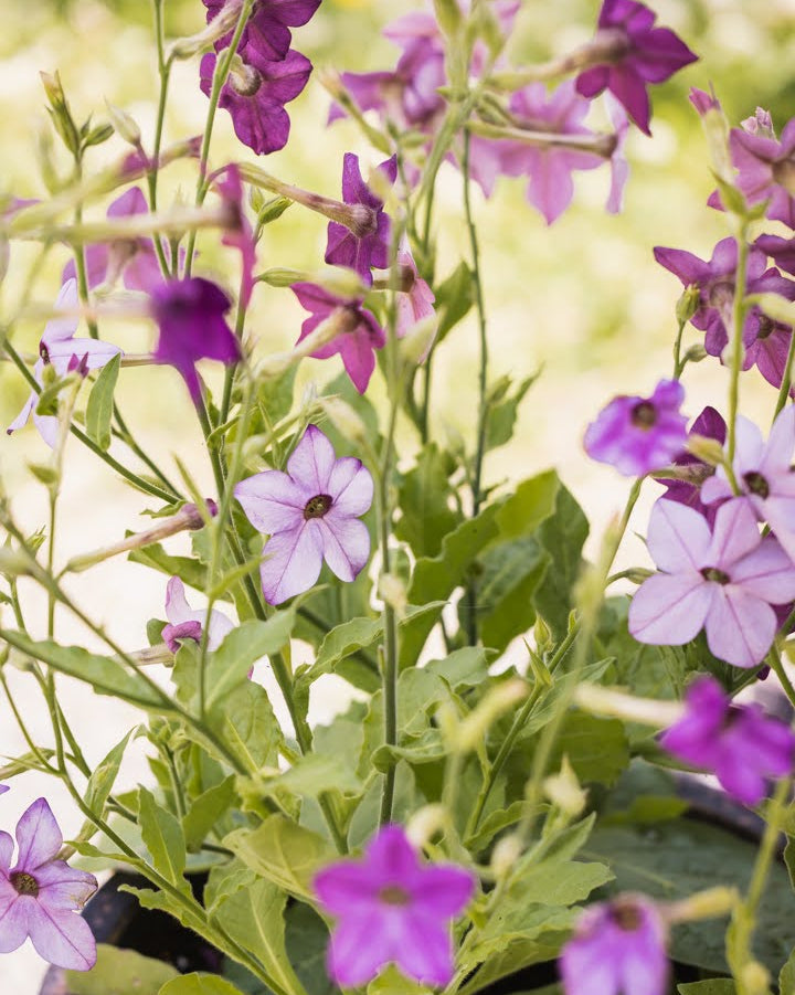 Nærbilde av Prydtobakk Perfume Blue blomster med lilla-blå kronblader