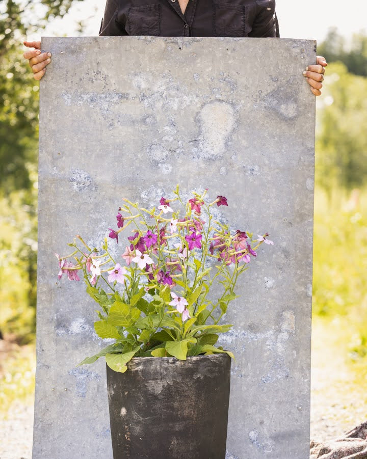 Prydtobakk Perfume Blue med karakteristiske trompetformede blomster i lilla-blått