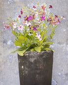 Prydtobakk Perfume Blue med lavendelblå stjerne-formede blomster i hagen - Nicotiana alata