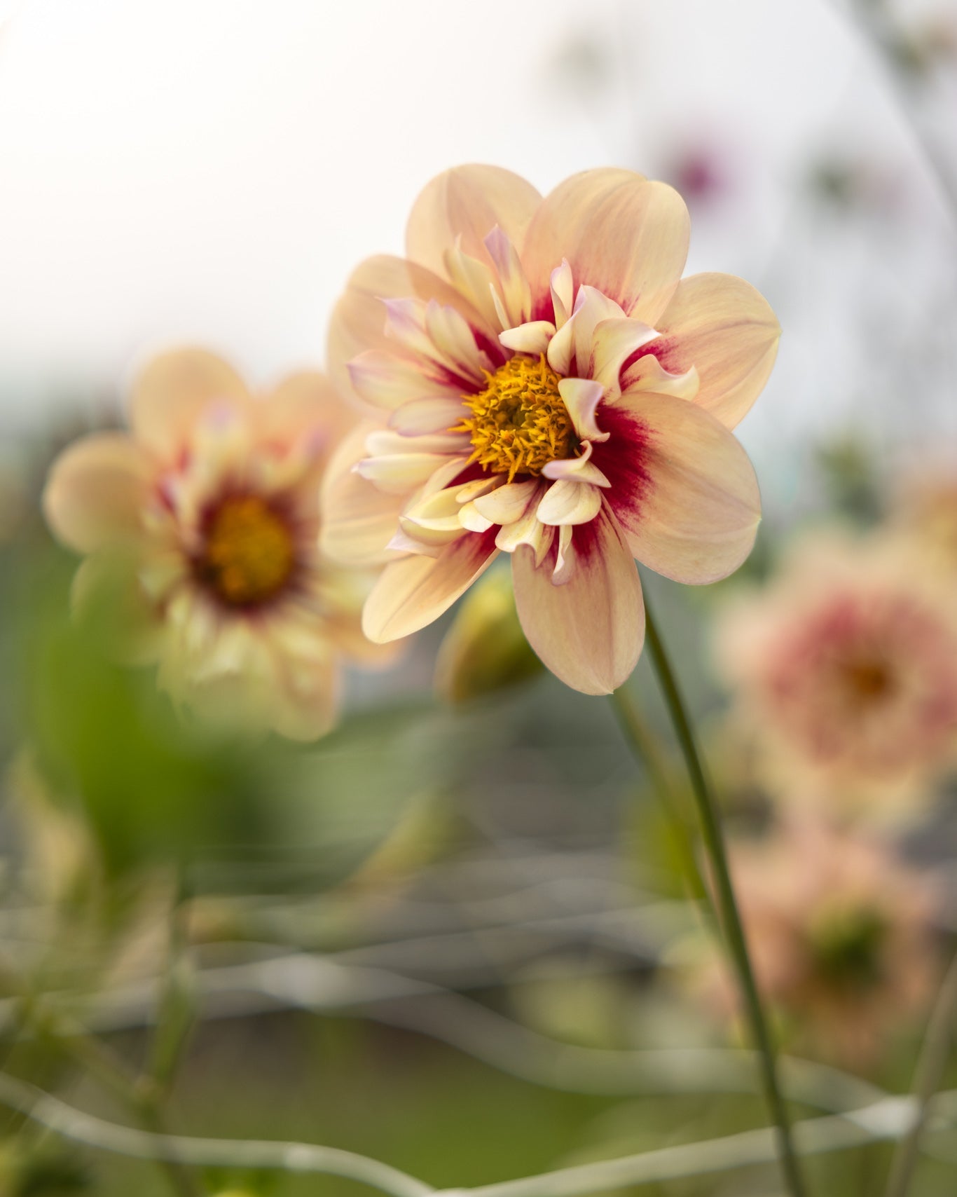 Georgine Rhubarb & Custard collarette-georgine med bronse kronblad og rubinrødt sentrum