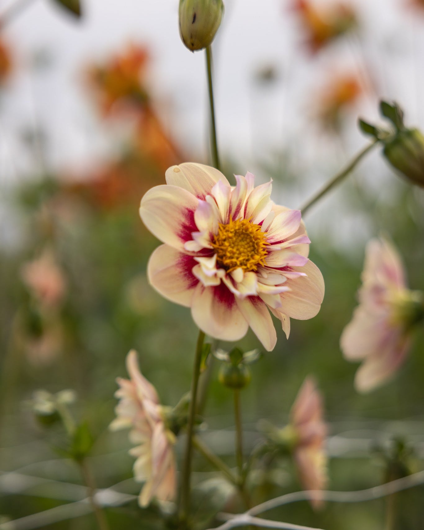 Georgine Rhubarb & Custard med lys bronse ytre kronblad og mørkt rødt sentrum