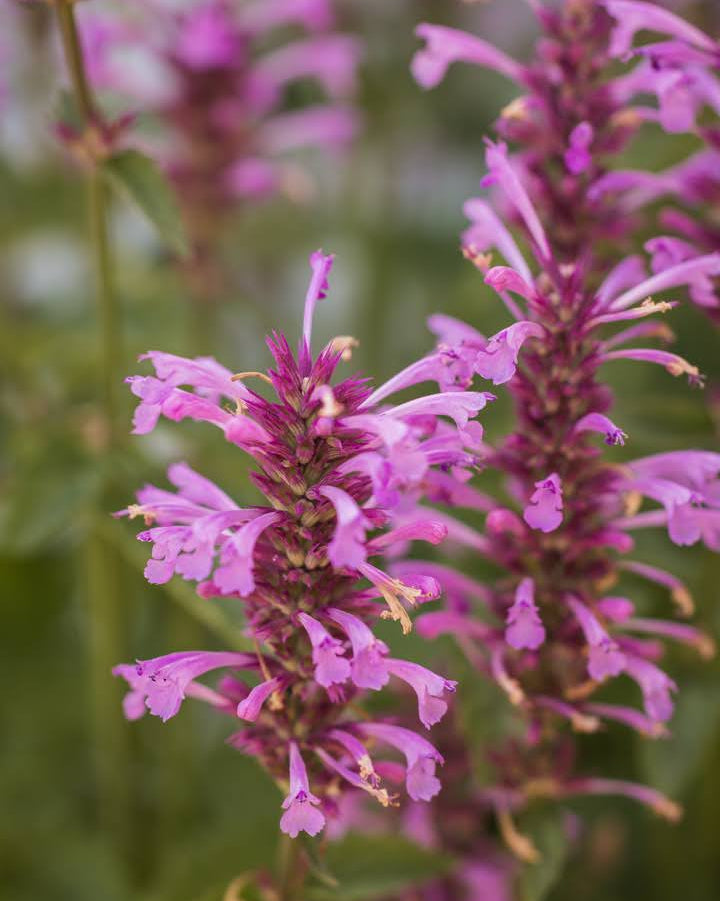 Anisisop Rose Mint som snittblomst med vakre rosa blomster