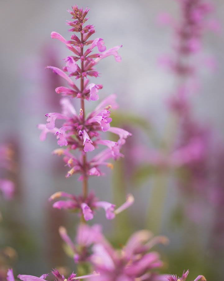 Anisisop Rose Mint - nærbilde av tette rosa blomsteraks med mynteduft