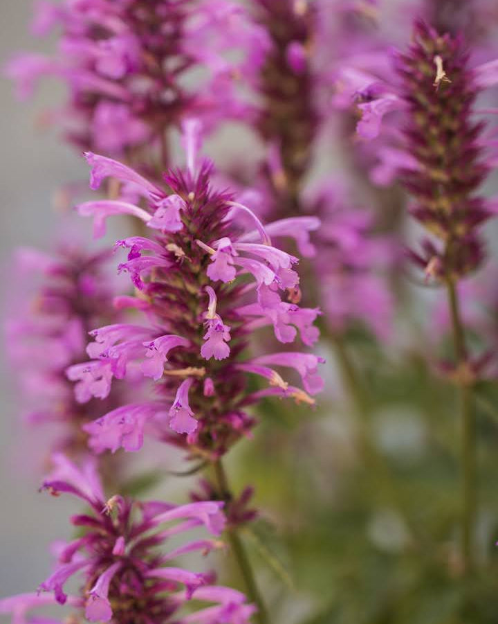 Anisisop Rose Mint frø - Agastache med aromatiske anise- og mynteduft