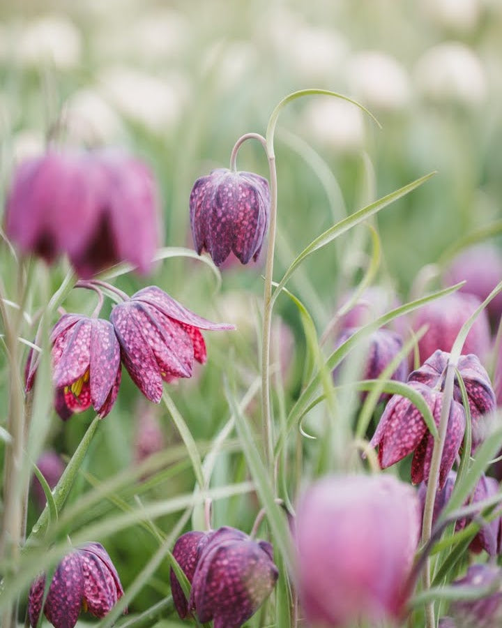 Rutelilje Fritillaria meleagris – lys nesten hvit variant med svakt rutemønster