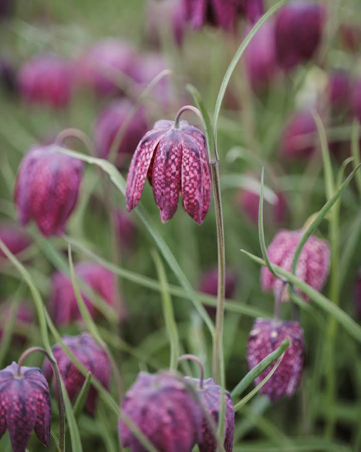 Rutelilje Fritillaria meleagris – skjørt og elegant blomst på slank stilk, høyde ca. 20–25 cm
