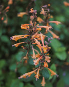 Anisisop Arizona Sandstone i full blomstring med terrakotta-toner