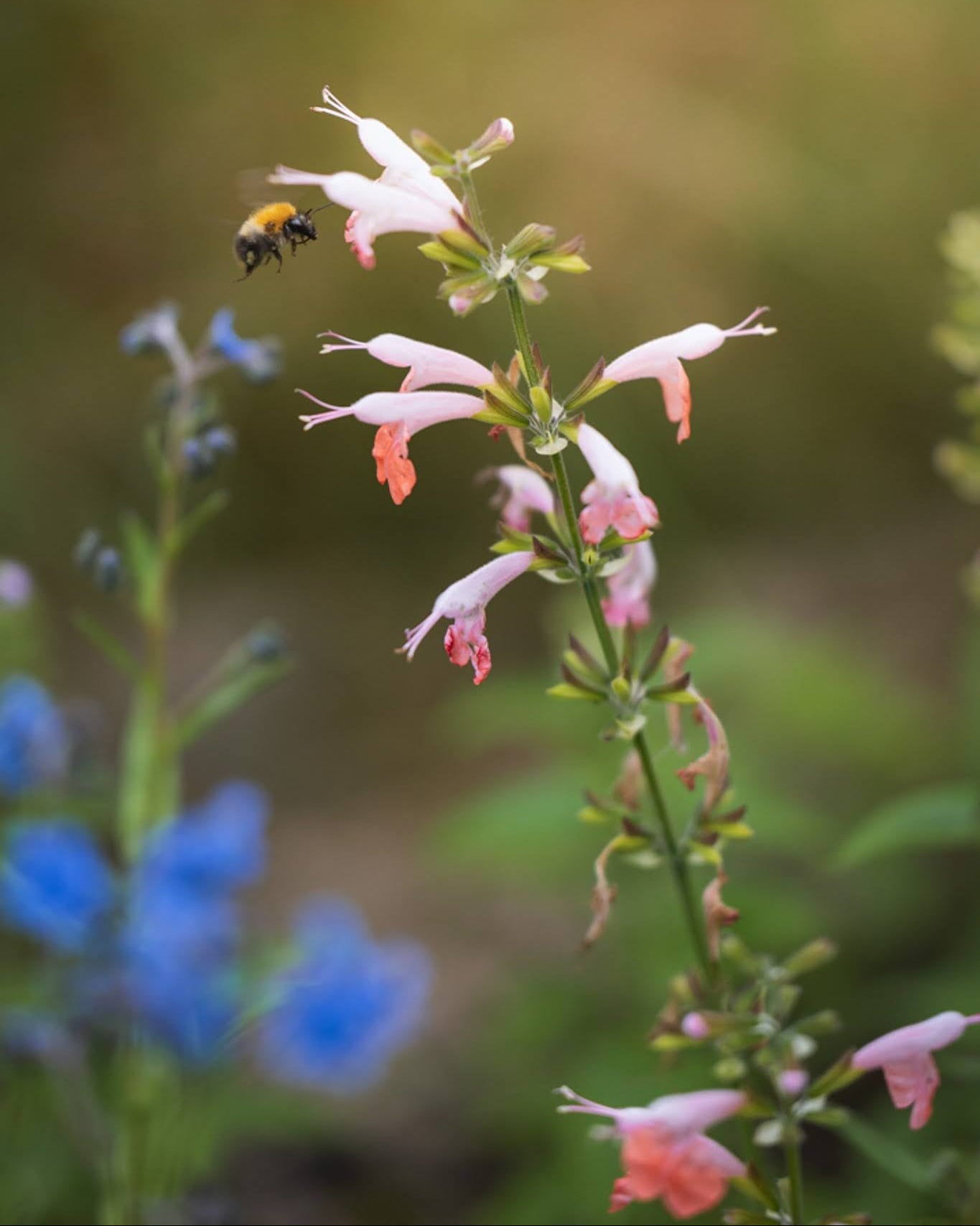 Rødsalvie Summer Jewel Pink i blomstring med humle