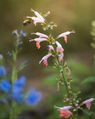 Rødsalvie Summer Jewel Pink i blomstring med humle