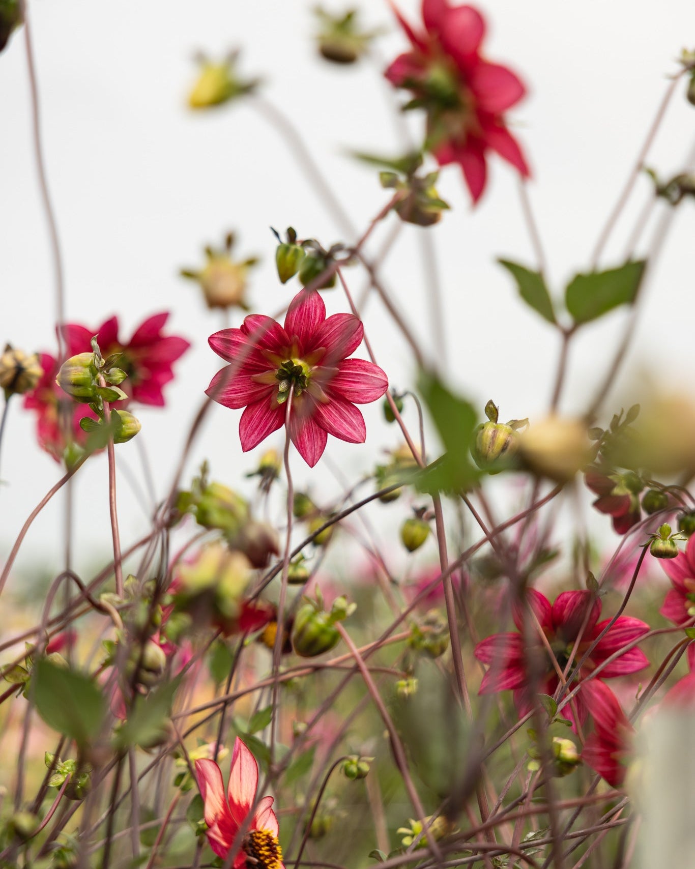Enkelblomstrende georgine Schippers Bronze i brent kobber og bronse