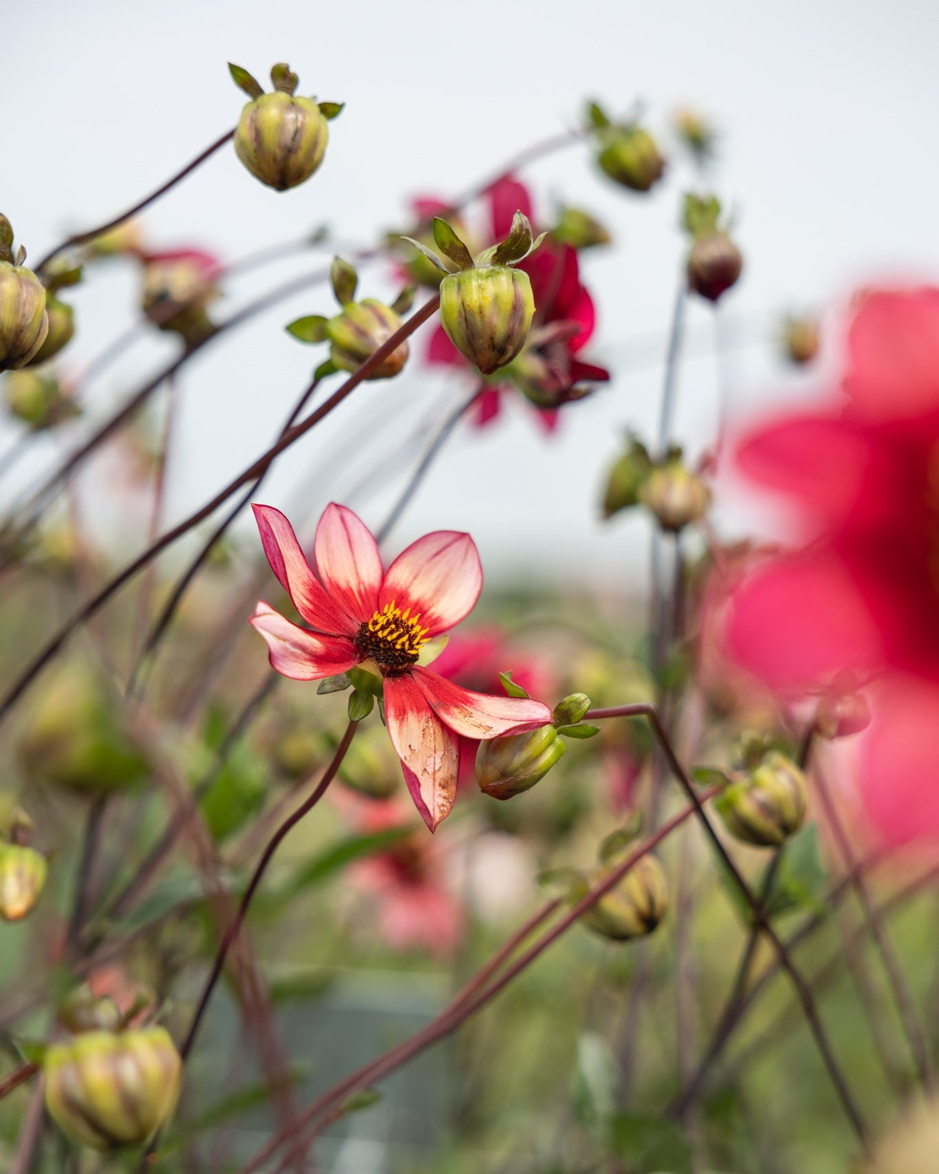 Schippers Bronze dahlia enkelblomst med dype kobberbronse farger