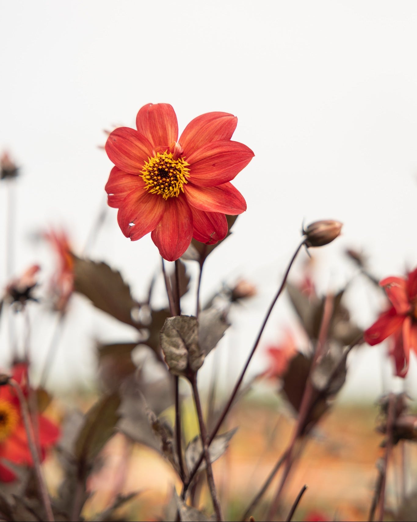 Enkelblomstrende georgine Schippers Bronze i varme bronse og kobbertoner