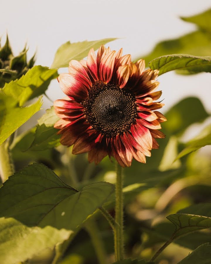 Solsikke Ruby Eclipse - mørk rubinrød solsikke med mørkt sentrum