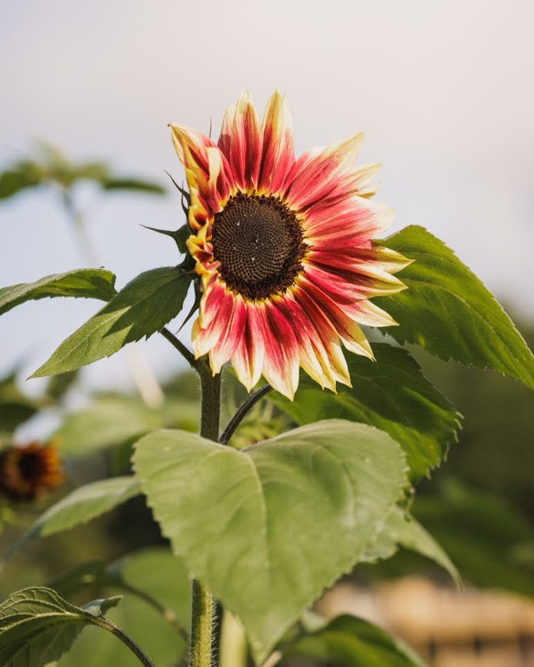 Solsikke Ruby Eclipse nærbilde - dyp rød ettårig solsikke