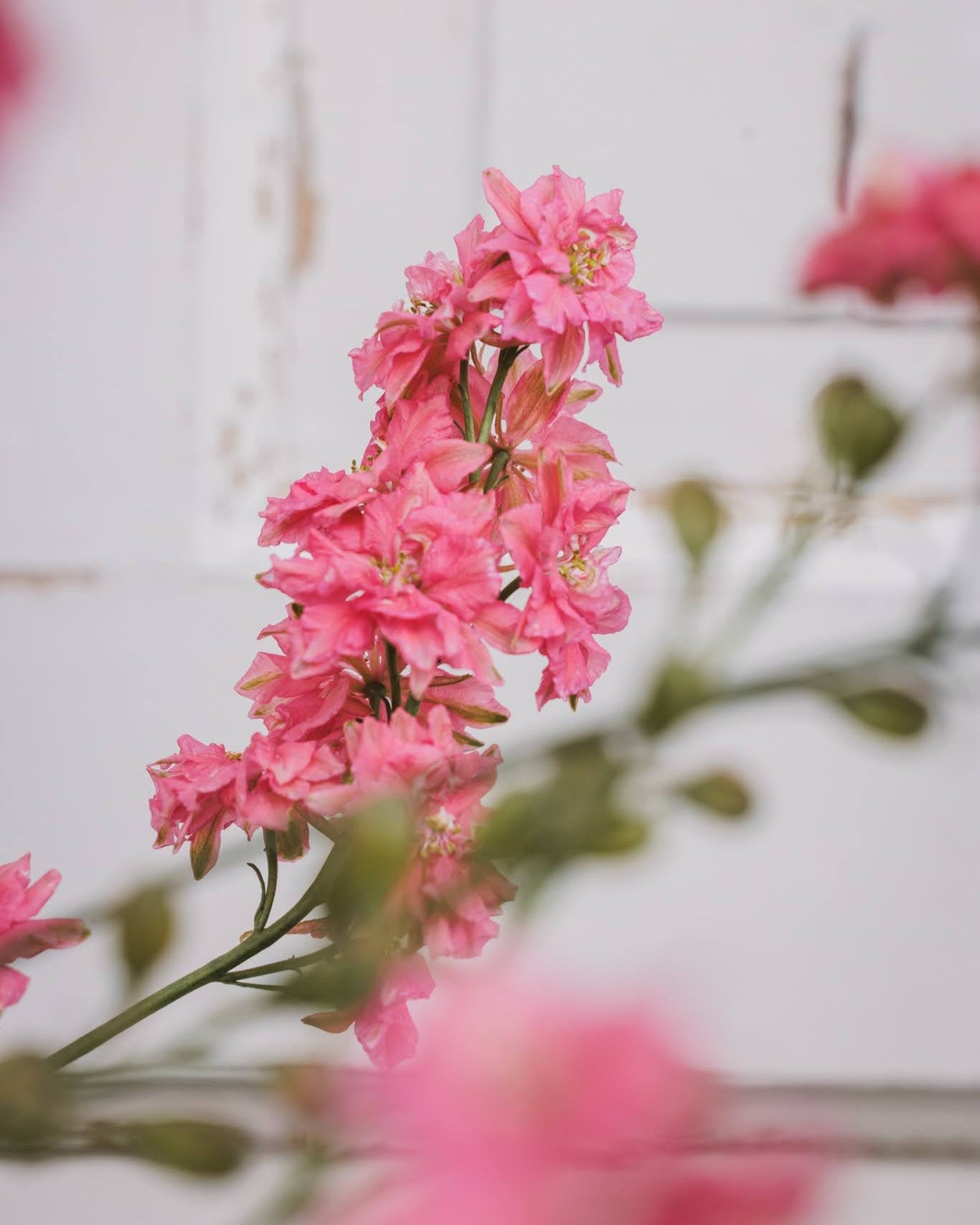 Sommerriddersporer i full blomst med rosa-lilla blomster - Blomsterhagen