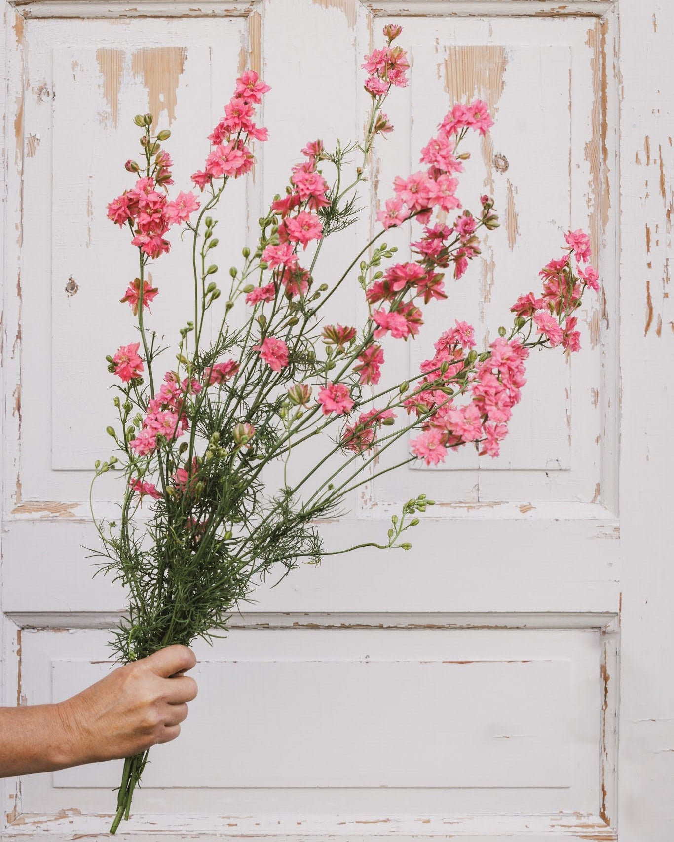 Nærbilde av sommerriddersporer blomster i rosa-lilla nyanser - Blomsterhagen