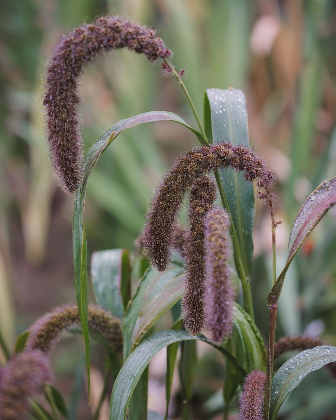 Storbusthirse Lowlander nærbilde - Setaria italica med tette aks