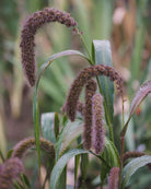 Storbusthirse Lowlander nærbilde - Setaria italica med tette aks