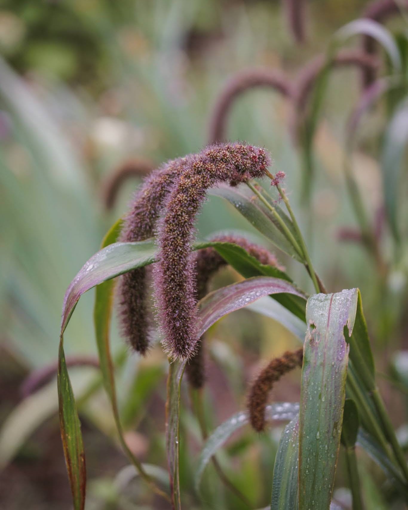 Storbusthirse Lowlander - ettårig prydgress perfekt som snittblomst