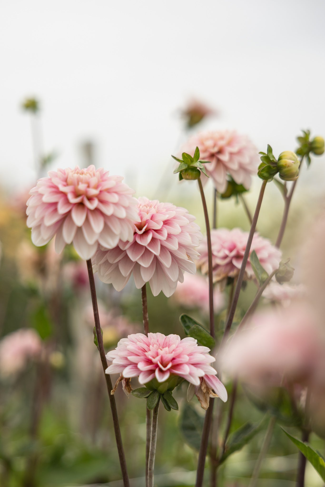 Dekorativ georgine Strawberry Cream penslet med jordbærrosa og bringebærrødt