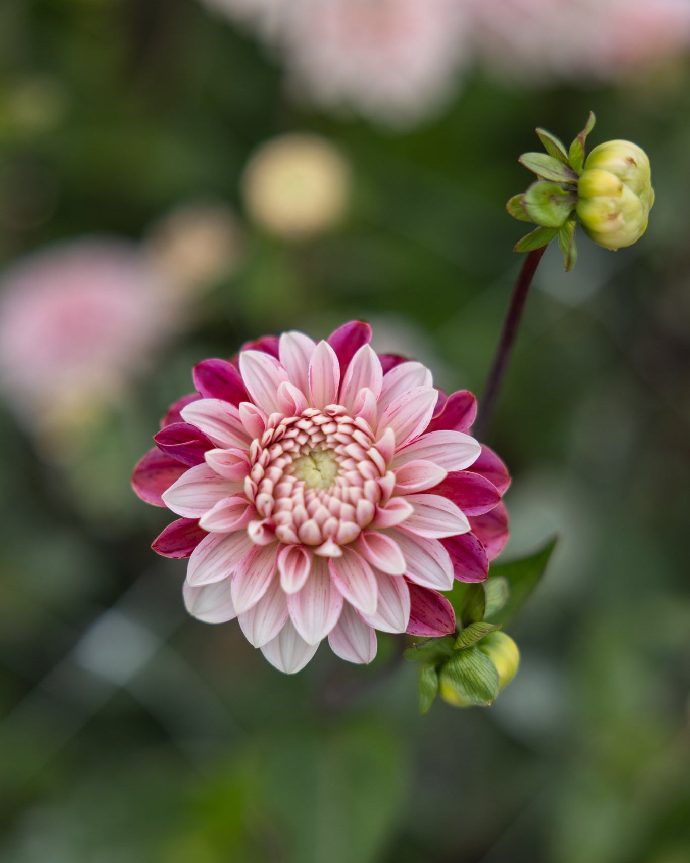 Georgine Strawberry Cream dekorativ georgine kremhvit med jordbærrosa og bringebærrødt