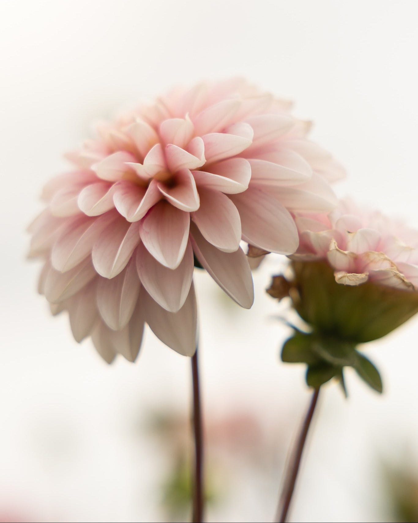 Georgine Strawberry Cream kremhvit grunnfarge med myke rosa og røde toner