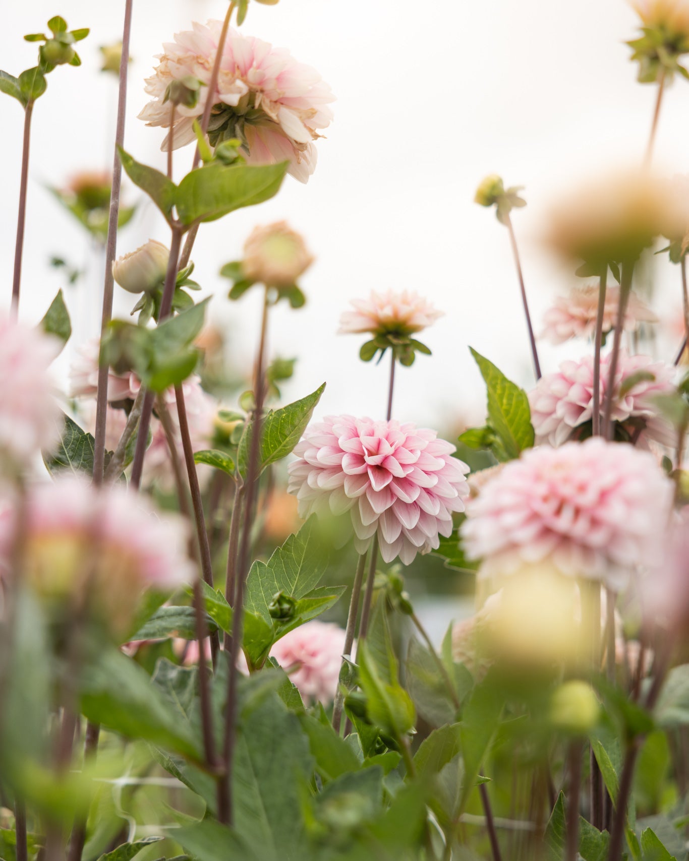 Strawberry Cream dahlia knoll dekorativ sort med jordbærrosa nyanser