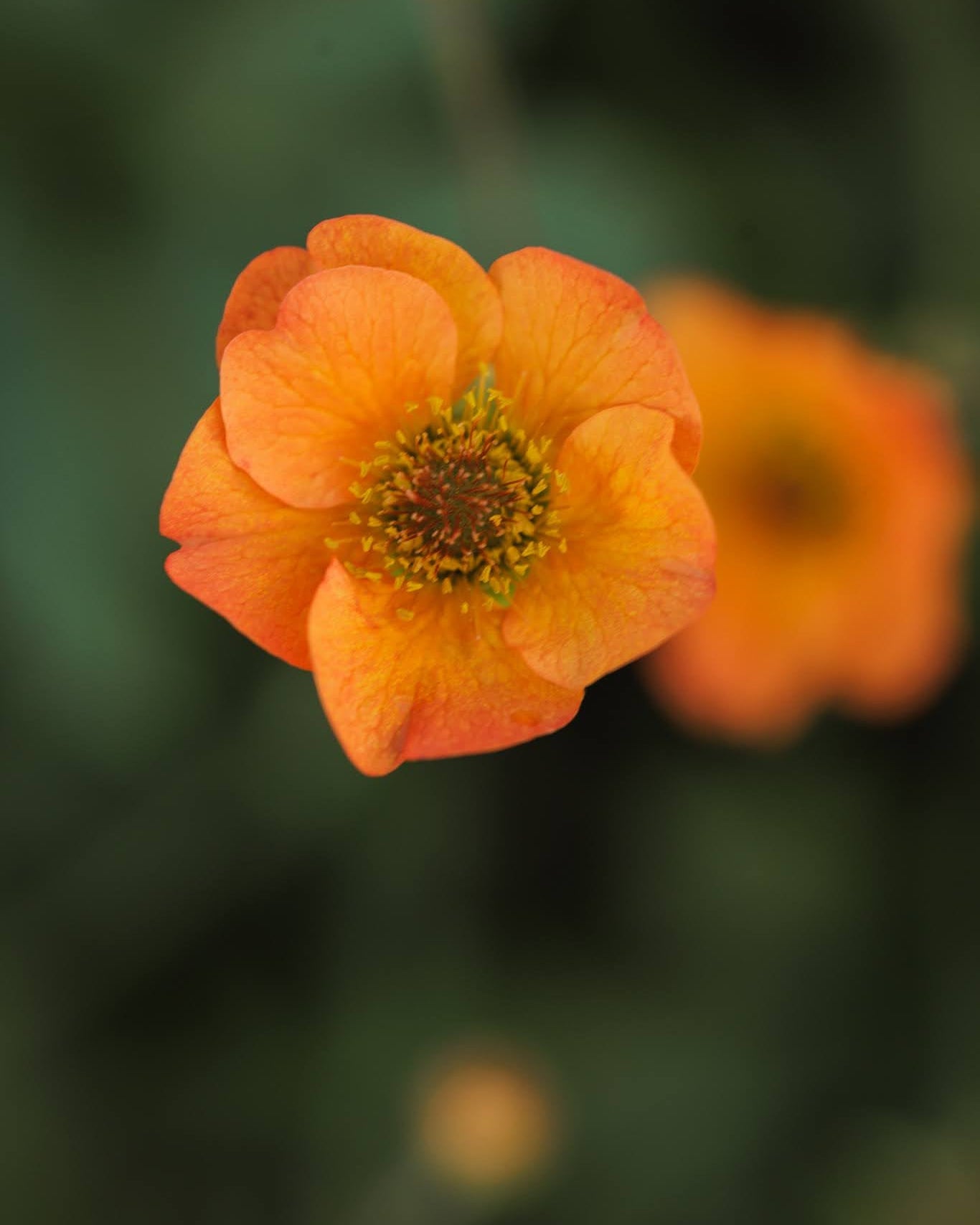 Humleblomst Totally Tangerine i blomstring - barrotstaude herdighet H5