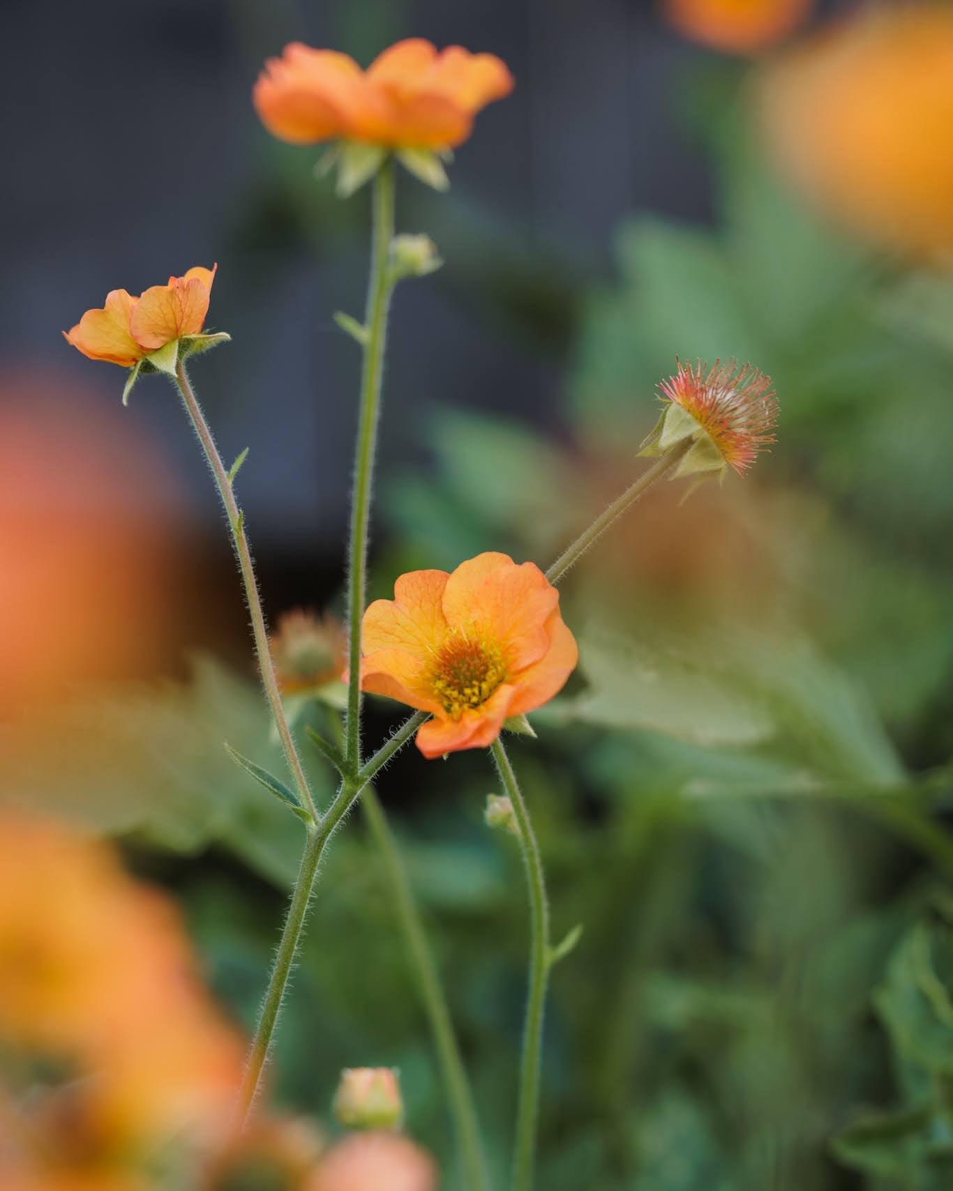 Geum Totally Tangerine i hagen - flerårig staude med oransje blomster