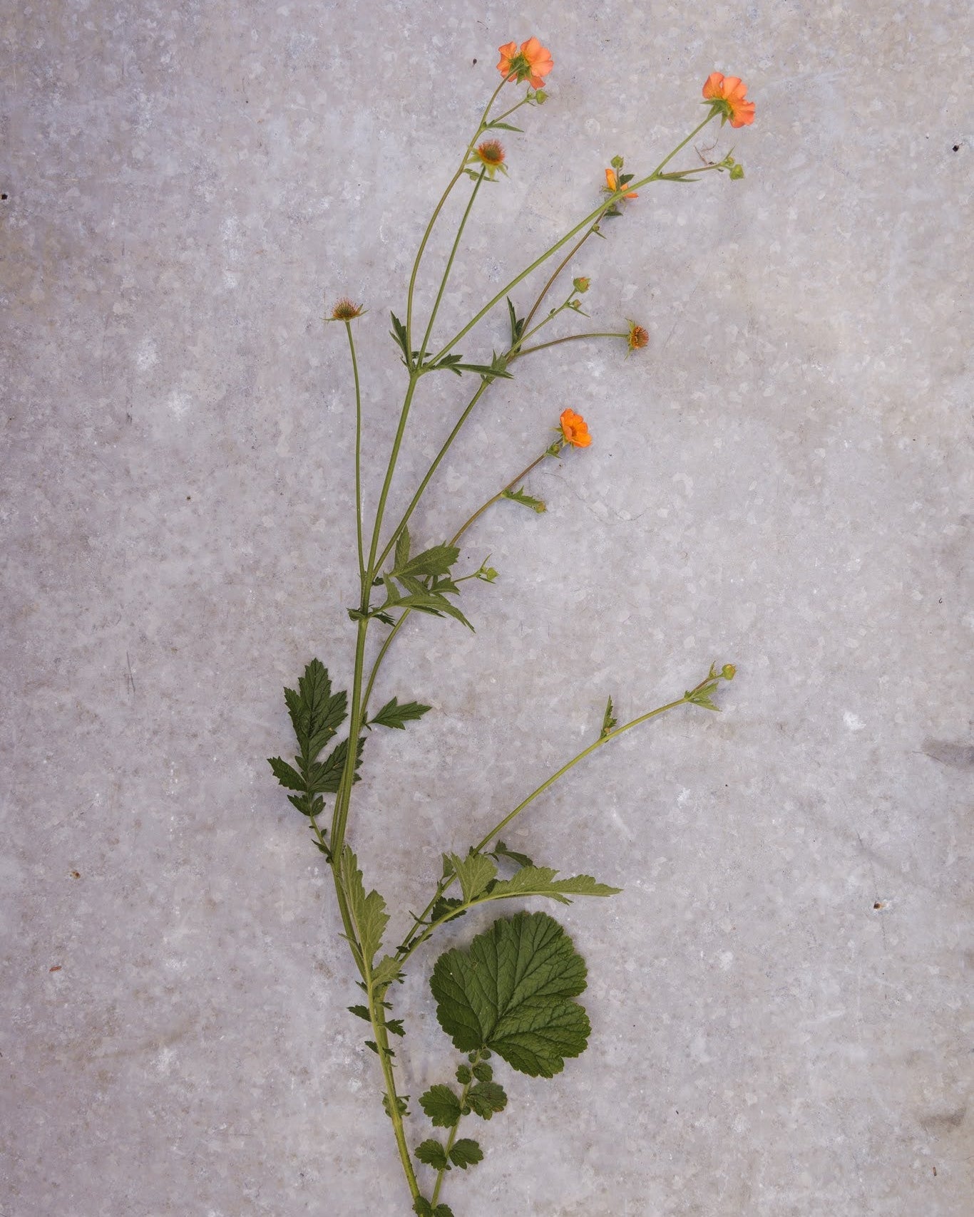 Nærbilde av Humleblomst Totally Tangerine - varm oransje blomst på slank stilk