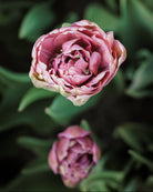 Tulipan Beachberry – gruppe av fylt sene tulipaner i hage eller bed