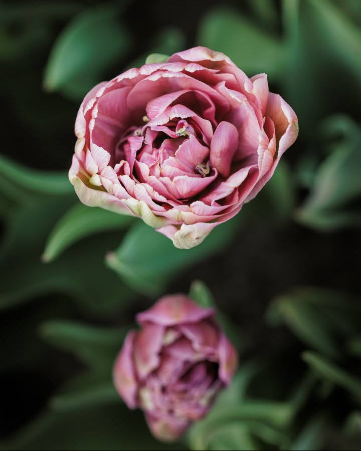 Tulipan Beachberry – gruppe av fylt sene tulipaner i hage eller bed