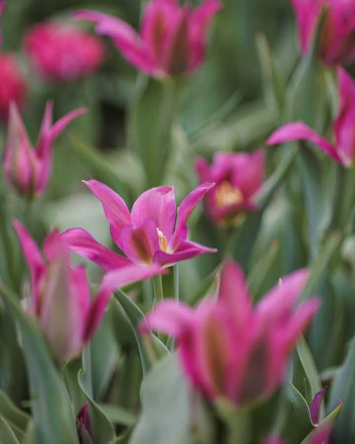 Tulipan Purple Doll – nærbilde av grasiøst utbøyde kronblad i rik purpur