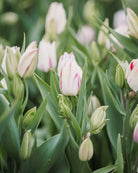 Tulipan Candy Club – liten naturlig bukett med flere blomster fra samme løk på kraftig stilk