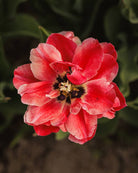 Tulipan Verona Sunrise – bukett med fylte tulipaner i rosa, fersken og korall som snittblomst